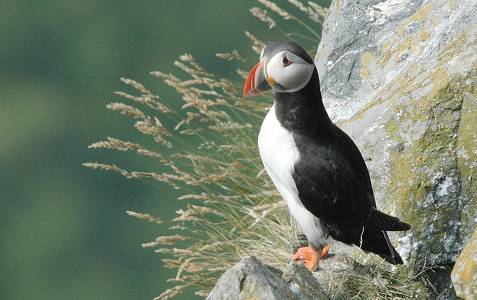 Lunde (Fratercula arctica)