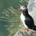 Lunde (Fratercula arctica)