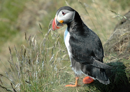 Lunde (Fratercula arctica)