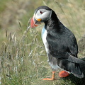 Lunde (Fratercula arctica)