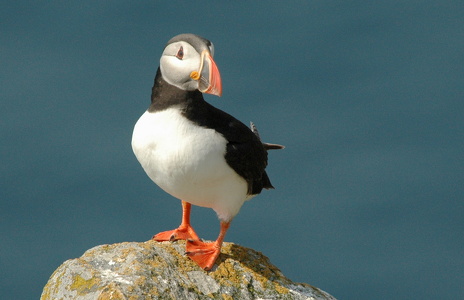 Lunde (Fratercula arctica)