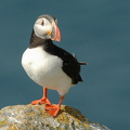 Lunde (Fratercula arctica)
