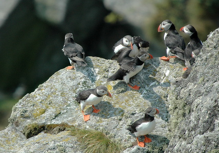Lunde (Fratercula arctica)