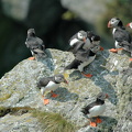 Lunde (Fratercula arctica)