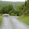 Dovrefjell 