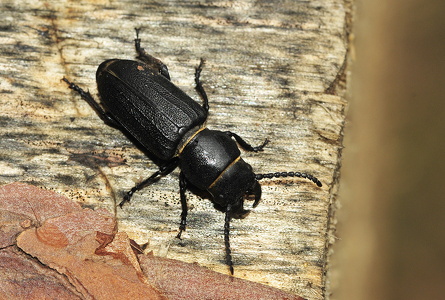 Valsebuk (Spondylis buprestoides)