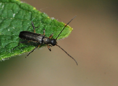 Lille blomsterbuk (Grammoptera ruficornis)