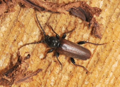 Granbarkbuk  (Tetropium castaneum)