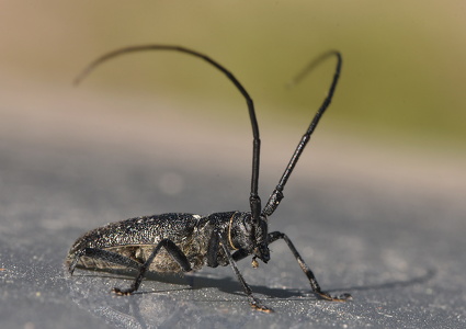 Monochamus scutellatus