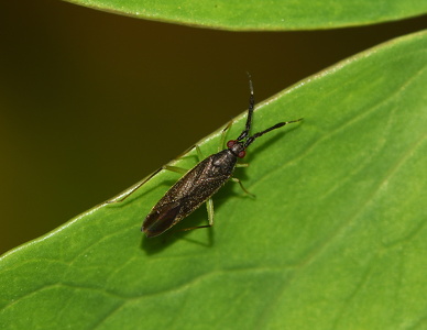Køllehornetblomstertæge  (Heterotoma planicornis )