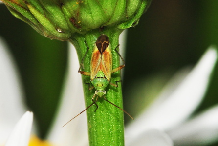 Toplettet bederoetæge  (Closterotomus norwegicus)  