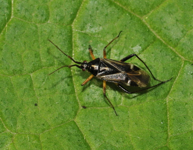 Pukkelhornetblomstertæge  (Harpocera thoracica)  