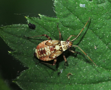 Stribetblomstertæge    (Rhabdomiris striatellus )