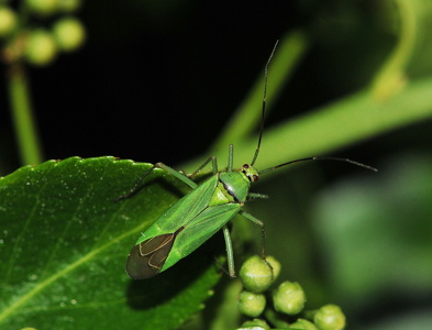 Calocoris alpestris