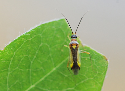 Jomfrublomstertæge (Campyloneura virgula)