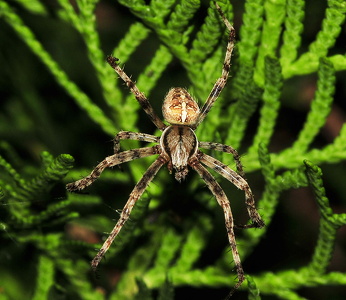 Korsedderkop (Araneus diadematus)