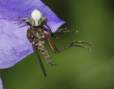 Kamæleonedderkop (Misumena vatia)