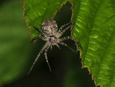 Philodromus sp.