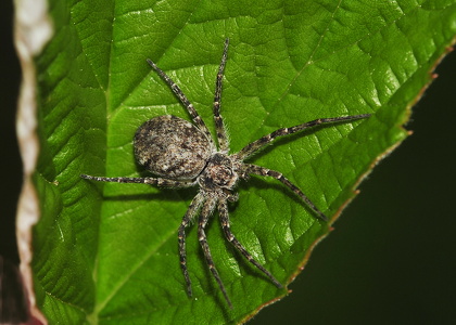 Philodromus sp.