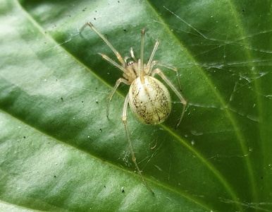 Perleedderkop sp. (Enoplognatha ovata  Enoplognatha latimana)