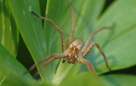 Almindelig Rovedderkop Pisaura mirabilis