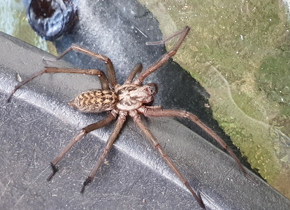 Stor Husedderkop (Eratigena atrica)