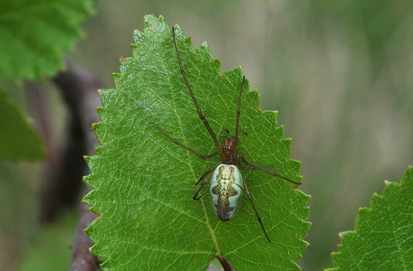 Engstavedderkop (Tetragnatha extensa)