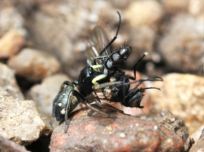 Heliophanus cupreus