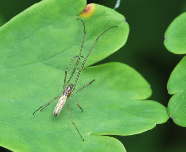 Engstavedderkop (Tetragnatha extensa)