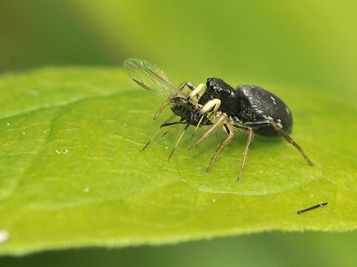  Heliophanus cupreus