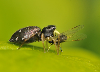 Heliophanus cupreus