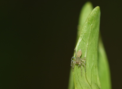 Clubiona sp.