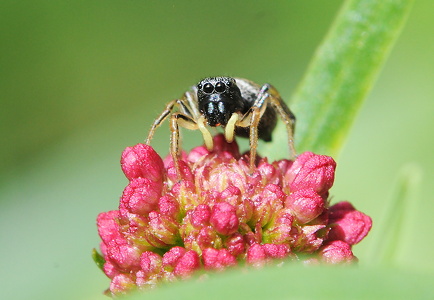Heliophanus cupreus