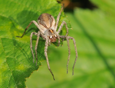 Almindelig Rovedderkop (Pisaura mirabilis)