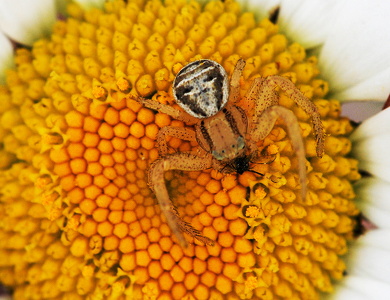  Xysticus ulmi
