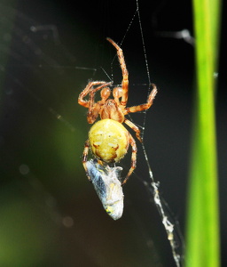  Kvadratedderkop (Araneus quadratus)