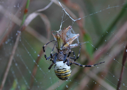 Hvepseedderkop (Argiope bruennichi)