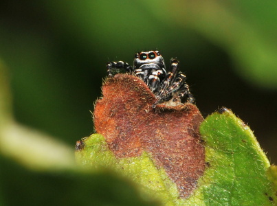 Broget Springedderkop (Evarcha falcata)