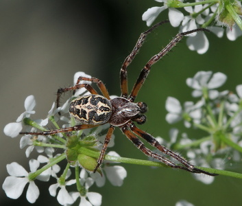 Sivhjulspinder (Larinioides cornutus)