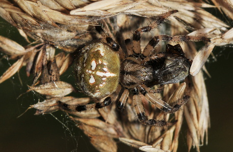 Kvadratedderkop (Araneus quadratus)