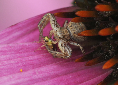   (Xysticus sp.)