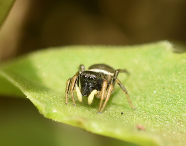 Heliophanus cupreus