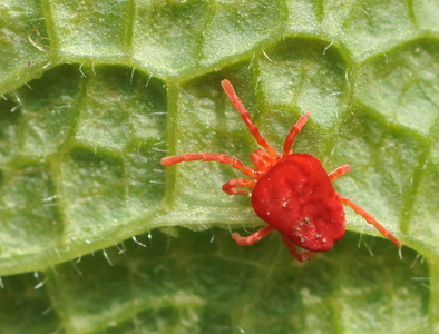 Rød Jordmide (Trombidium holosericeum)