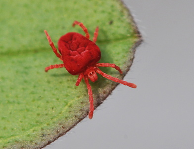 Rød Jordmide (Trombidium holosericeum)