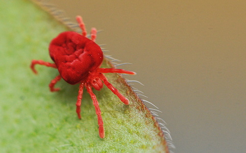 Rød Jordmide (Trombidium holosericeum)