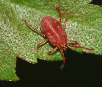  Fløjlsmide  (Balaustium sp.)