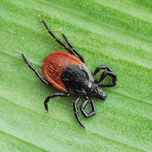 Små insekter