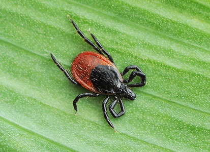 Skovflåt (Ixodes ricinus)