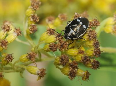 Almindelig kåltæge (Eurydema oleracea)