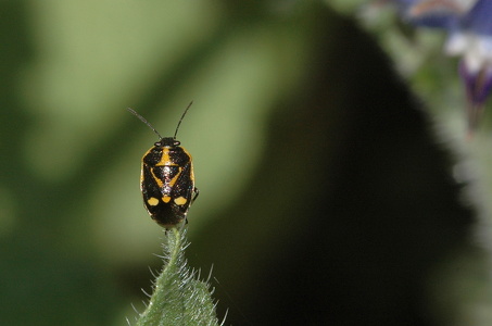 Almindelig kåltæge (Eurydema oleracea)